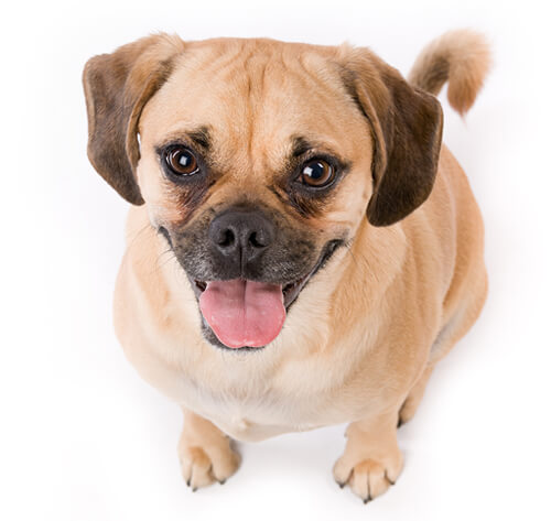 Mini puggle hot sale